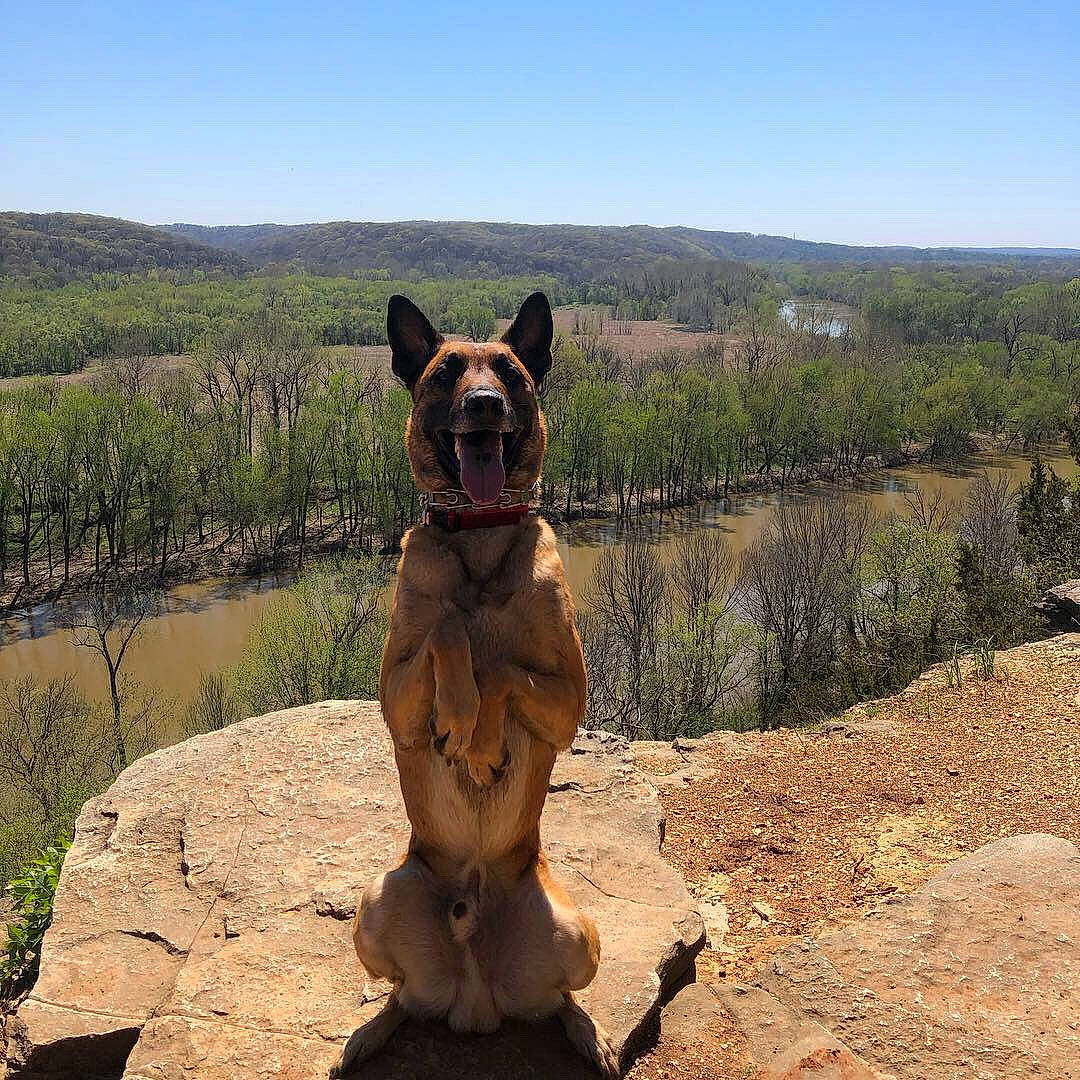 Jax is registered to the contest to win money with this photo: canidae, carnivore, dog_breed, fawn, german_shepherd_dog, national_park, rock