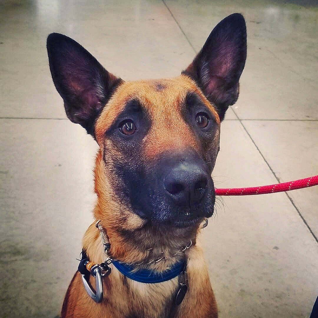 Jax is registered to the contest to win money with this photo: belgian_shepherd_malinois, canidae, carnivore, dog, dog_breed, dog_collar, ear, fawn, formosan_mountain_dog, german_shepherd_dog, mammal, rare_breed_dog, snout, vertebrate