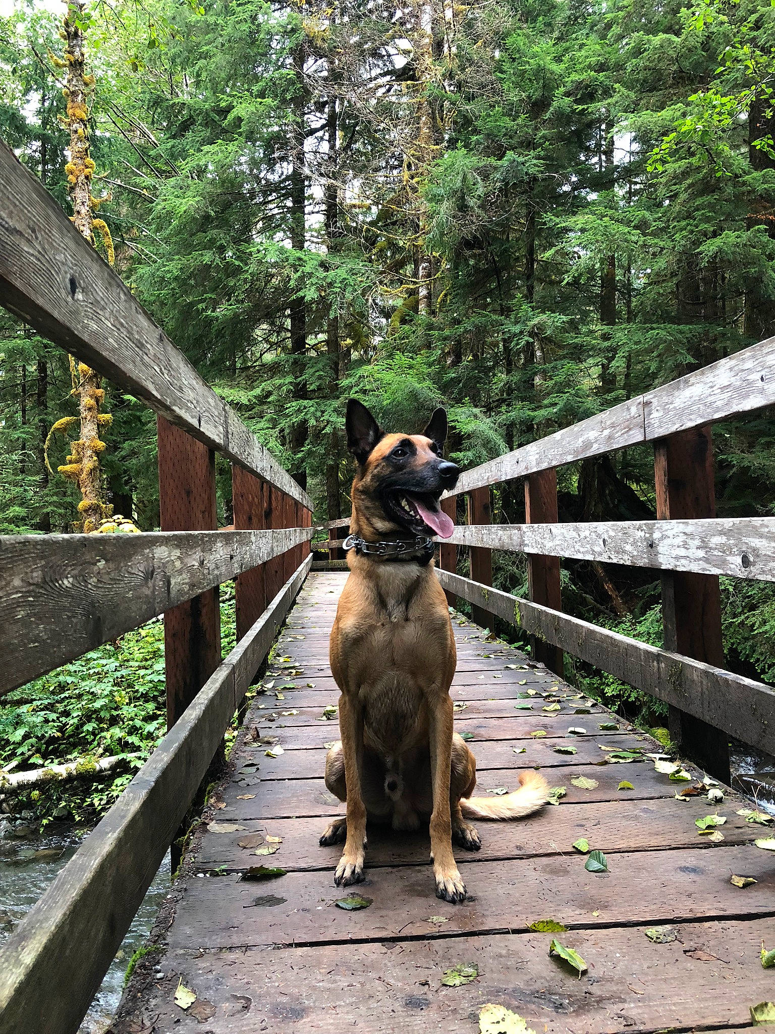 Jax is registered to the contest to win money with this photo: bridge, canidae, carnivore, dog, dog_breed, fawn, forest, log_bridge, plant, state_park, tree, walkway, working_dog