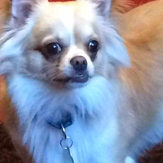 Gizmo joined the competition — help win amazing prizes!