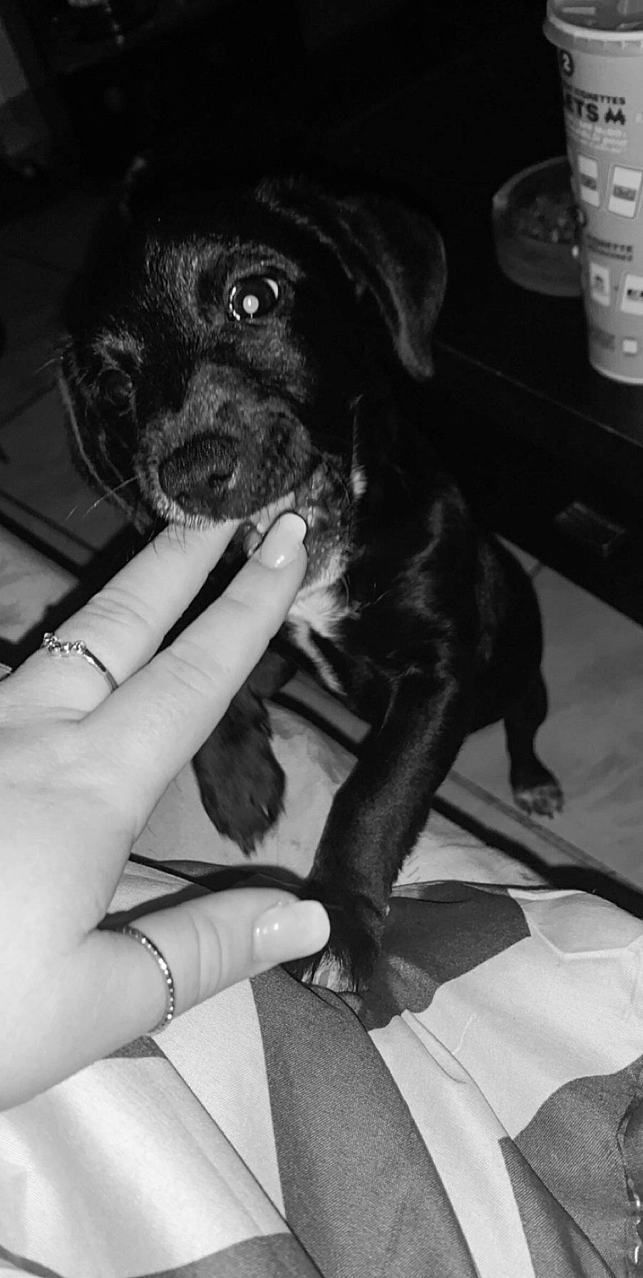 Rubi a rejoint le concours — aidez-le/la à gagner de superbes lots ! beagador, canidae, carnivore, companion_dog, dog, dog_breed, ear, labrador_retriever, patterdale_terrier, puppy, rare_breed_dog, snout, sporting_group