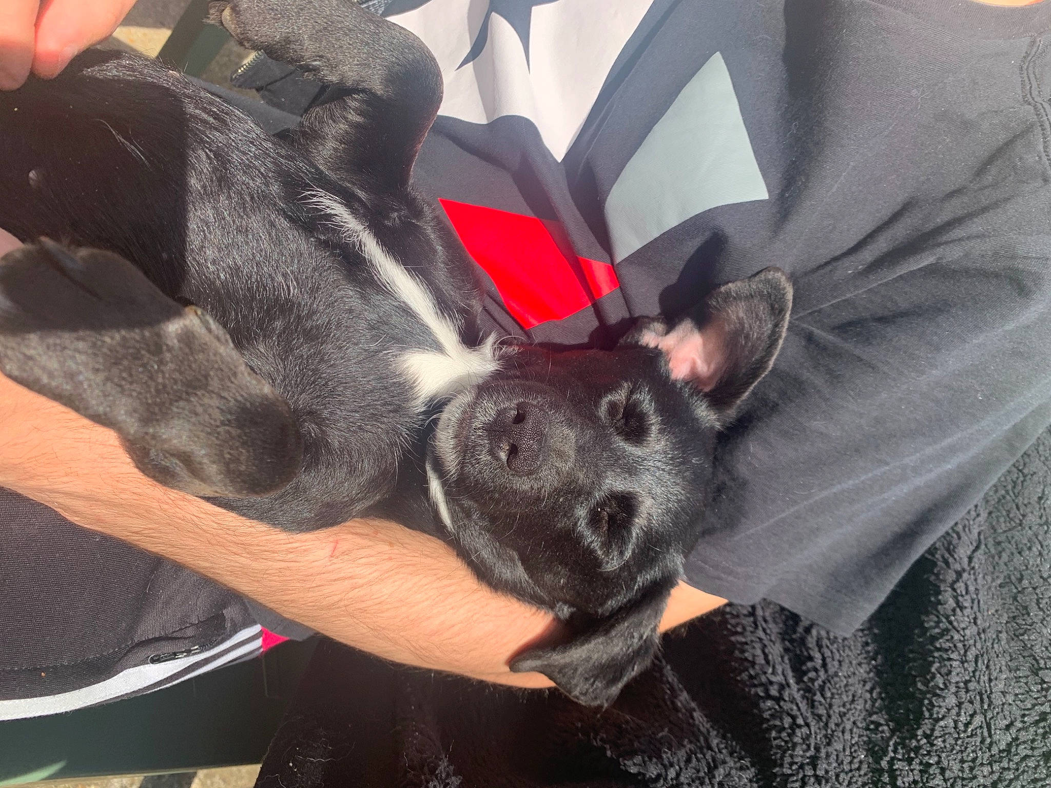 Rubi participe au concours pour gagner de l'argent avec cette photo : canidae, carnivore, dog, dog_breed, ear, french_bulldog, mammal, non_sporting_group, snout, sporting_group, vertebrate