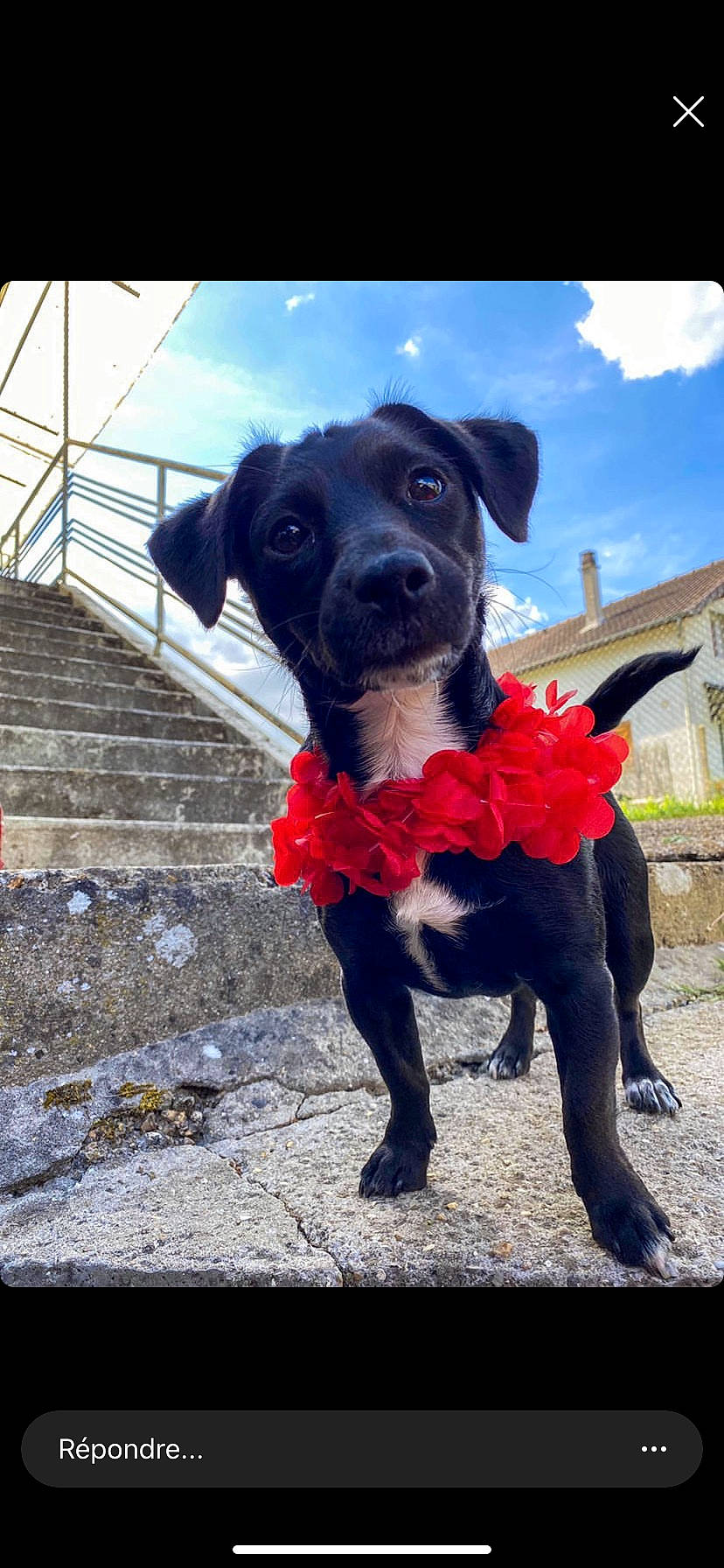 Rubi a rejoint le concours — aidez-le/la à gagner de superbes lots ! adventure, canidae, carnivore, dog, dog_breed, dog_clothes, labrador_retriever, mammal, nose, patterdale_terrier, rare_breed_dog, snout, sporting_group
