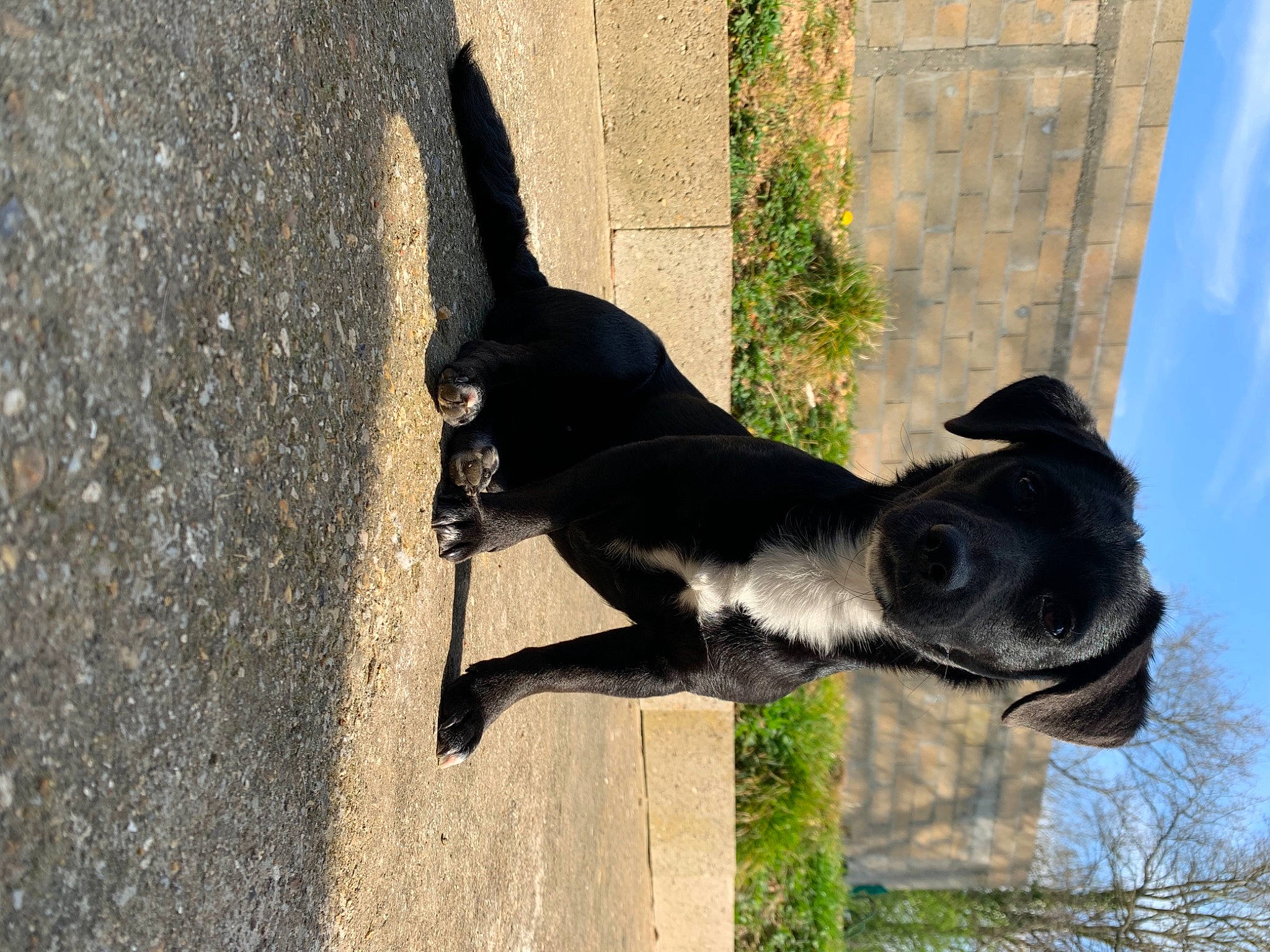 Rubi participe au concours pour gagner de l'argent avec cette photo : canidae, carnivore, dog, dog_breed, snout, sporting_group, tail