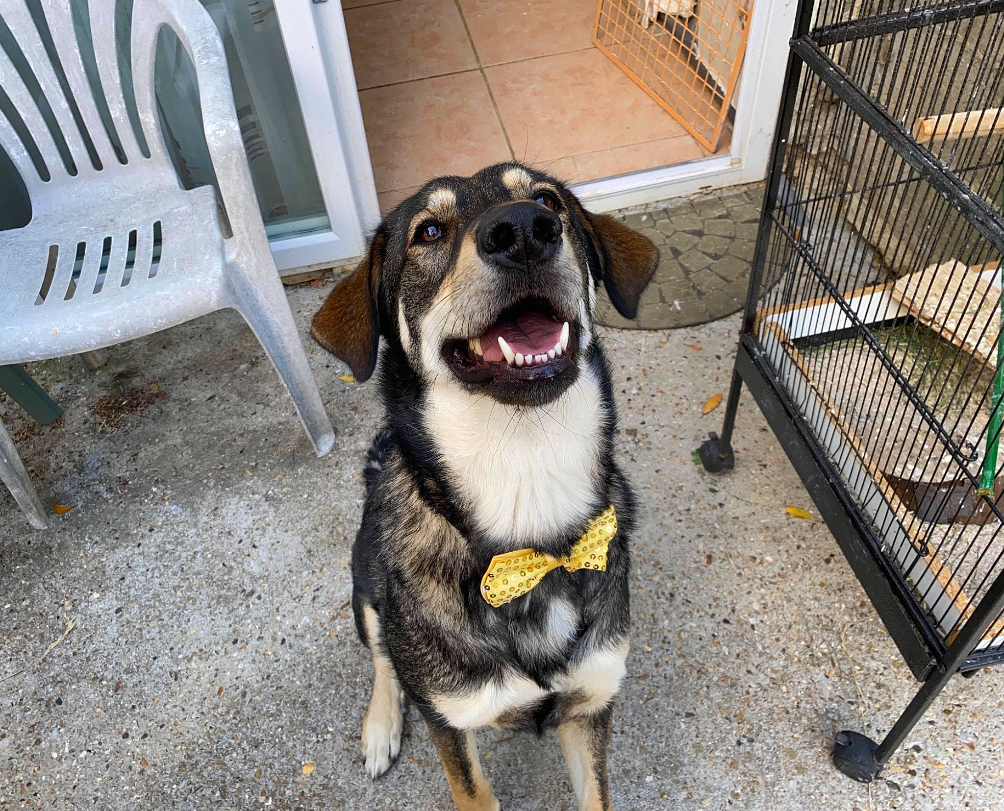 Naila a rejoint le concours — aidez-le/la à gagner de superbes lots ! animal_shelter, canidae, carnivore, dog, dog_breed, dog_crate, dog_supply, hunting_dog, kennel, mammal, pet_supply, rafeiro_do_alentejo, snout, sporting_group, street_dog, working_dog