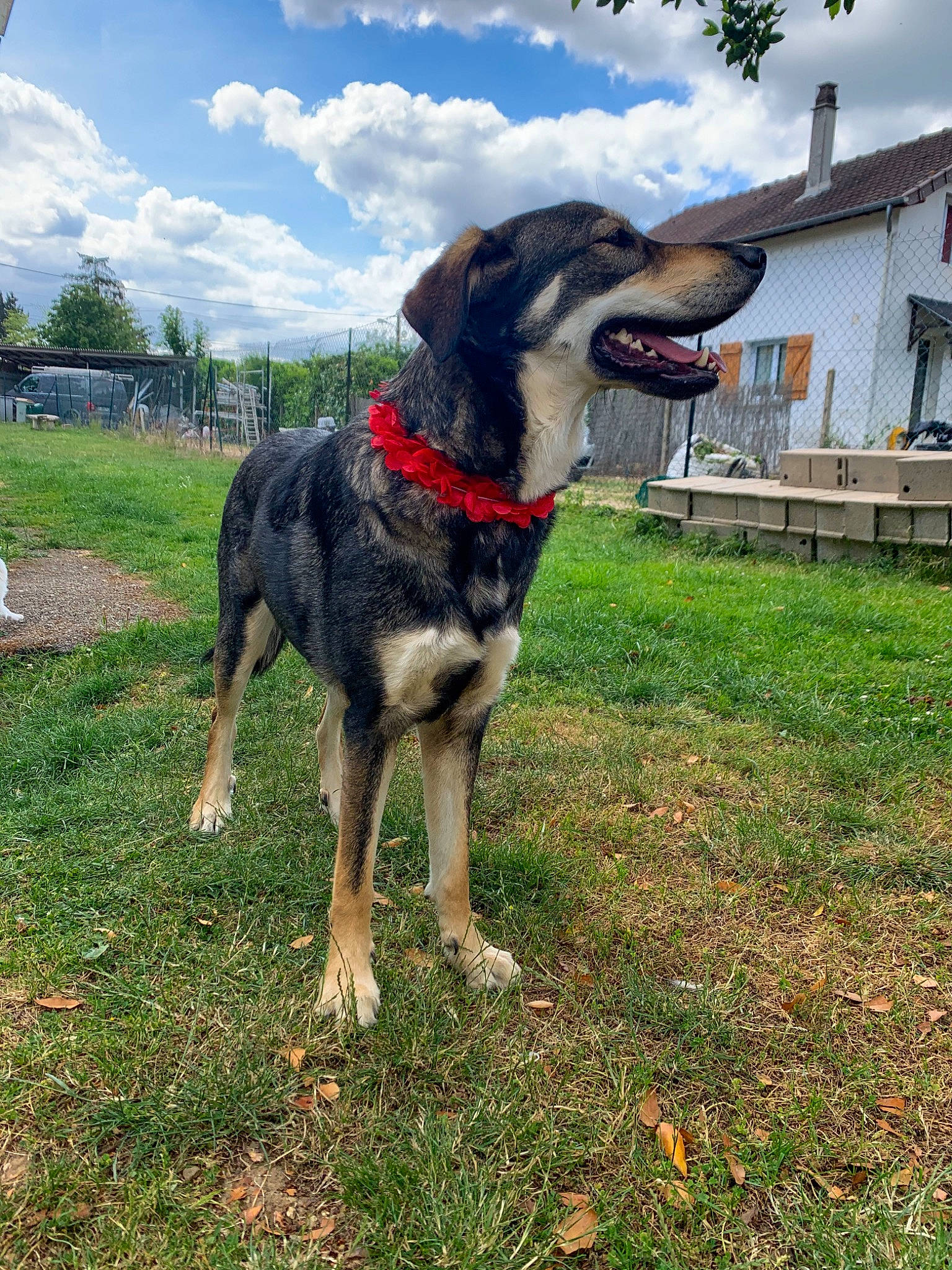 Naila participe au concours pour gagner de l'argent avec cette photo : canidae, carnivore, dog, dog_breed, hunting_dog, mammal, rare_breed_dog, snout, sporting_group, vertebrate, working_dog