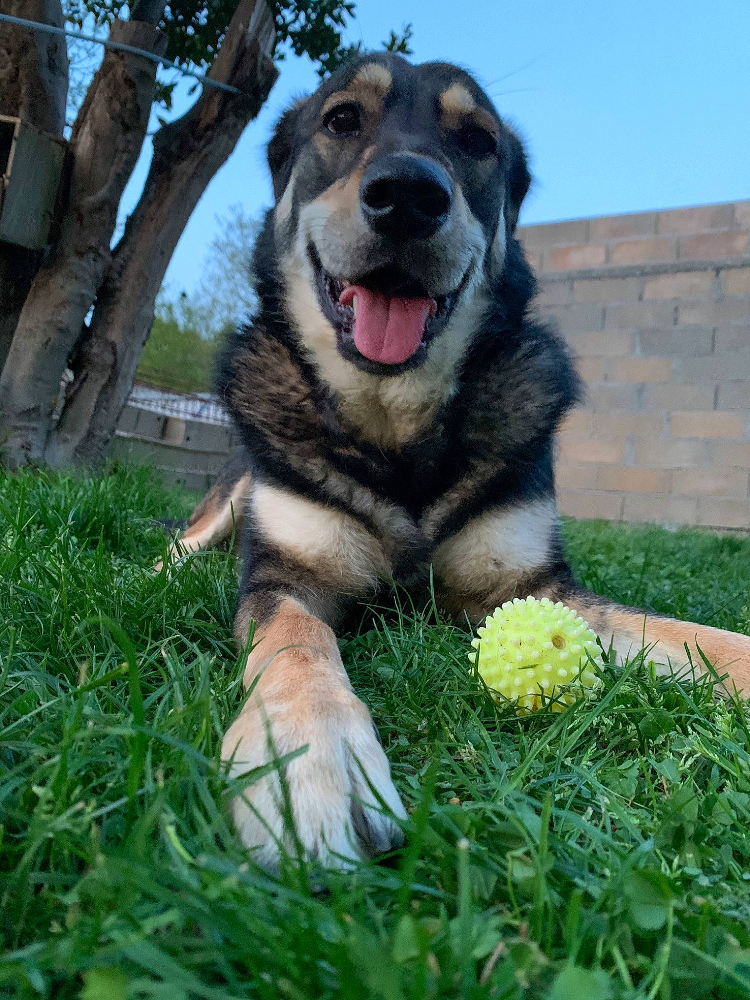 Naila participe au concours pour gagner de l'argent avec cette photo : canidae, carnivore, carpathian_shepherd_dog, dog, dog_breed, grass, mammal, plant, rare_breed_dog, snout, sporting_group, vertebrate