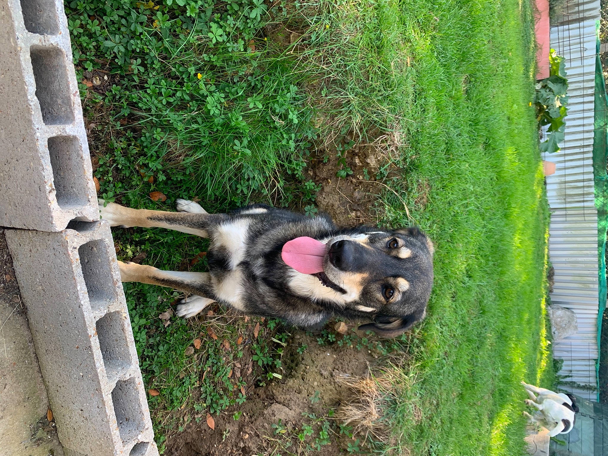 Naila participe au concours pour gagner de l'argent avec cette photo : alaskan_malamute, canidae, carnivore, dog, dog_breed, mammal, siberian_husky, sporting_group, wolfdog