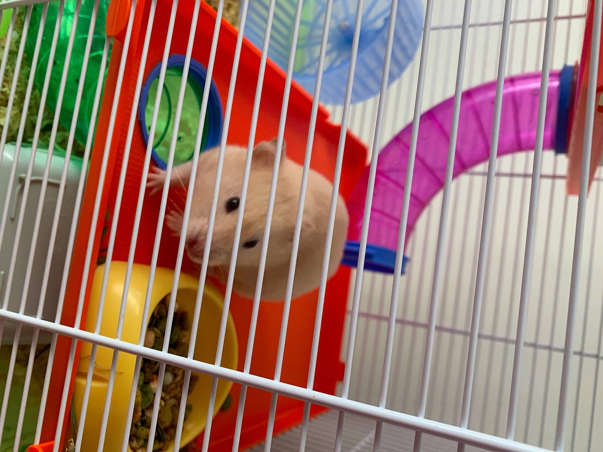 Flocon participe au concours pour gagner de l'argent avec cette photo : animal_shelter, cage, fawn, gerbil, hamster, muroidea, pet_supply, tail