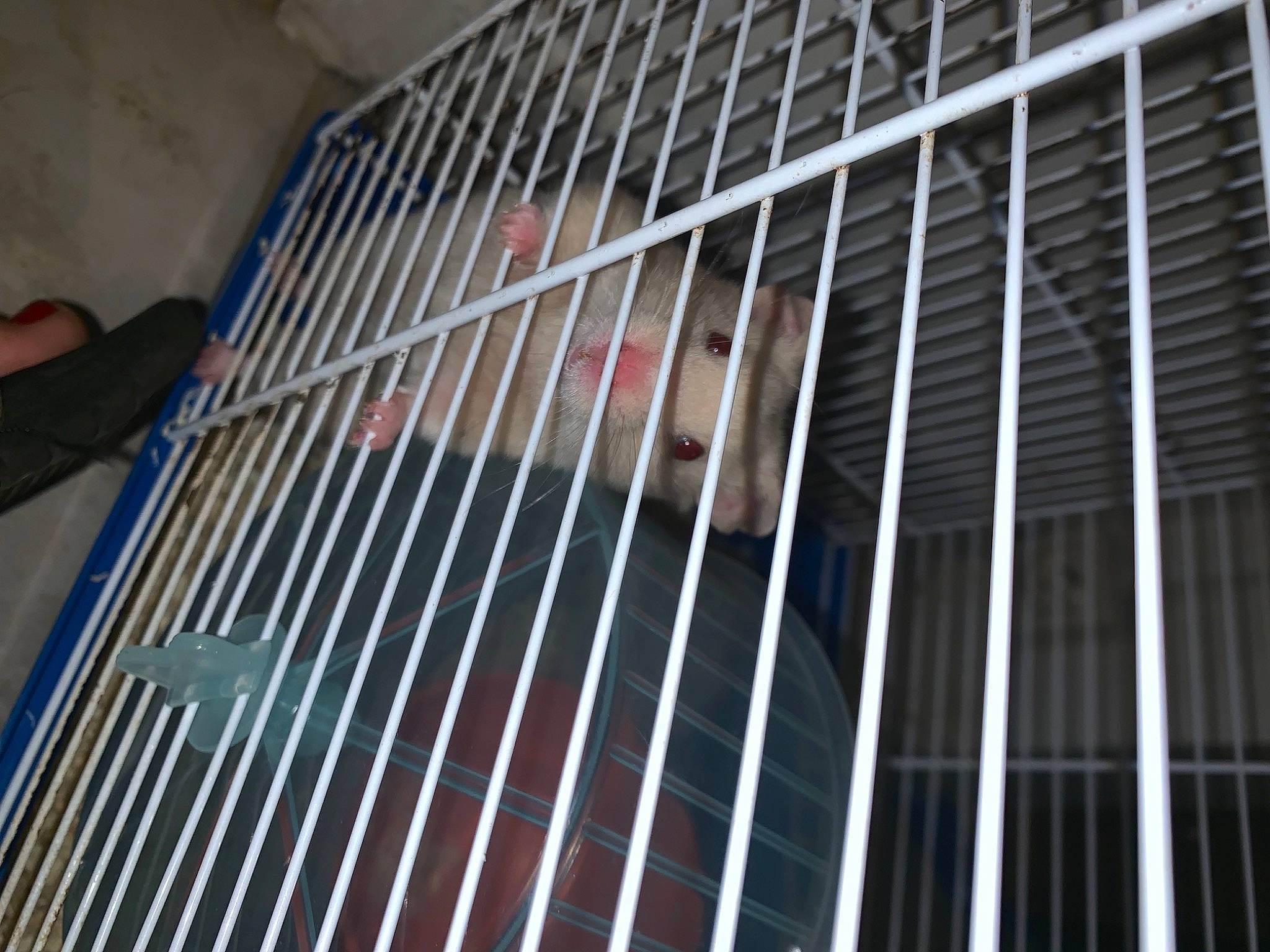 Flocon a rejoint le concours — aidez-le/la à gagner de superbes lots ! animal_shelter, cage, metal, muridae, steel