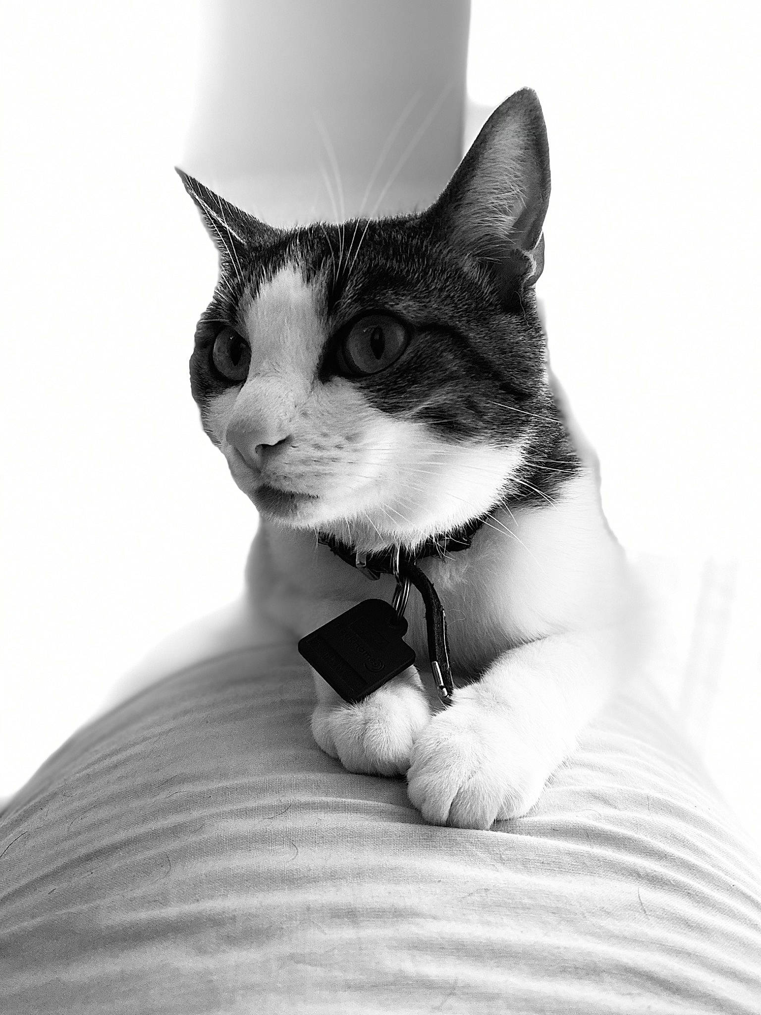 Dory a rejoint le concours — aidez-le/la à gagner de superbes lots ! american_wirehair, asian, black, black_and_white, carnivore, cat, domestic_short_haired_cat, ear, eye, felidae, kitten, monochrome, monochrome_photography, nose, organ, photography, small_to_medium_sized_cats, snout, whiskers, white