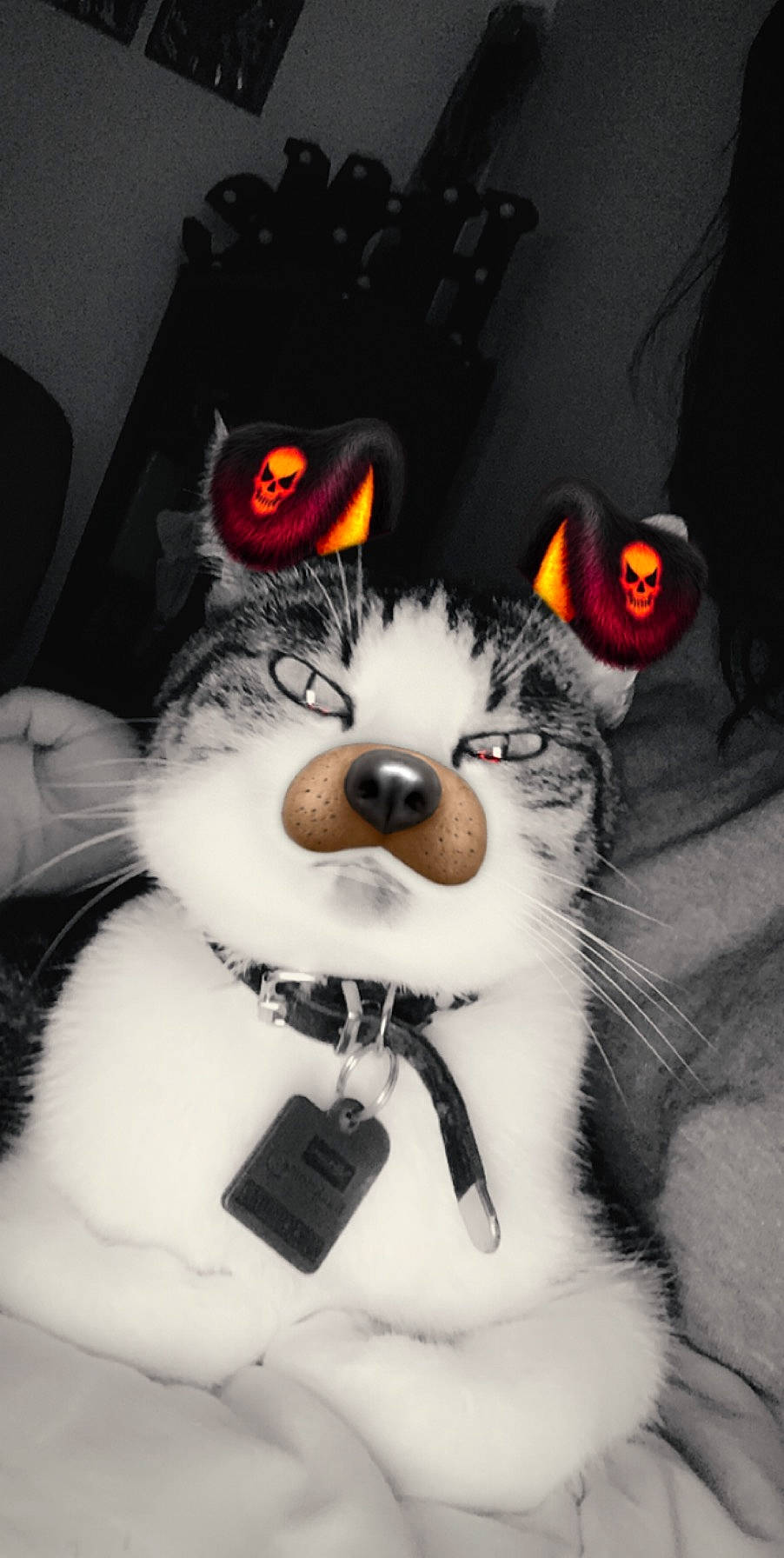 Dory participe au concours pour gagner de l'argent avec cette photo : black_and_white, canidae, ear, fur, nose, plush, snout, stuffed_toy, teddy_bear, whiskers