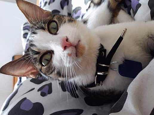 Dory a rejoint le concours — aidez-le/la à gagner de superbes lots ! aegean_cat, american_shorthair, american_wirehair, asian, carnivore, cat, domestic_short_haired_cat, european_shorthair, felidae, kitten, oriental_longhair, photo_caption, small_to_medium_sized_cats, snout, whiskers