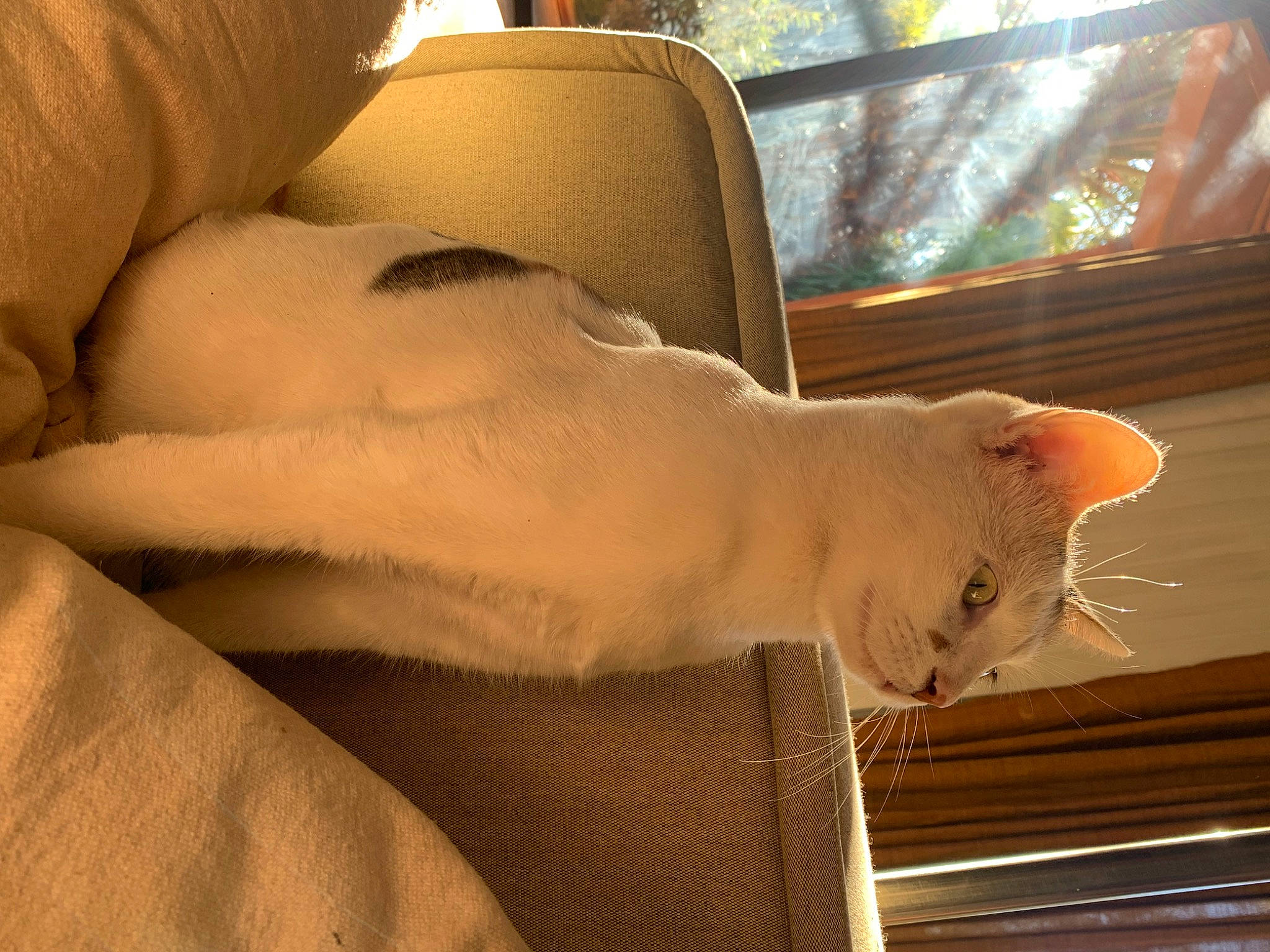 Citrine a rejoint le concours — aidez-le/la à gagner de superbes lots ! car_seat, carnivore, cat, claw, comfort, domestic_short_haired_cat, fawn, felidae, fur, paw, room, small_to_medium_sized_cats, snout, tail, tints_and_shades, whiskers, window, window_treatment, windshield, wood