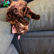 Jesse is registered to the contest to win money with this photo: cat, tabby, upside_down, couch, furniture, paw, fur, indoor, pet, curious, relaxed, blue, toy, colorful, wood_floor, whiskers, ears, closeup, playful, comfortable