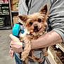 dog, small_dog, yorkshire_terrier, pet_store, person, holding, treat, bone, fleece_jacket, jeans, indoor, shelf, packaging, brown_fur, cute, animal, leash, blue_tag, watch, hand