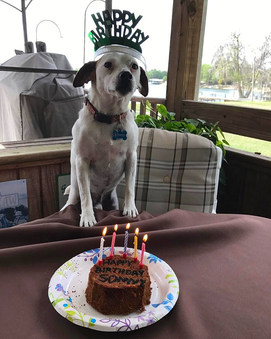 Sonny joined the competition — help win amazing prizes! birthday_candle, cake, cake_decorating, cake_decorating_supply, candle, carnivore, chair, collar, companion_dog, cuisine, dog, dog_breed, dog_supply, food, ingredient, pet_supply, plate, sugar_cake, table, tableware