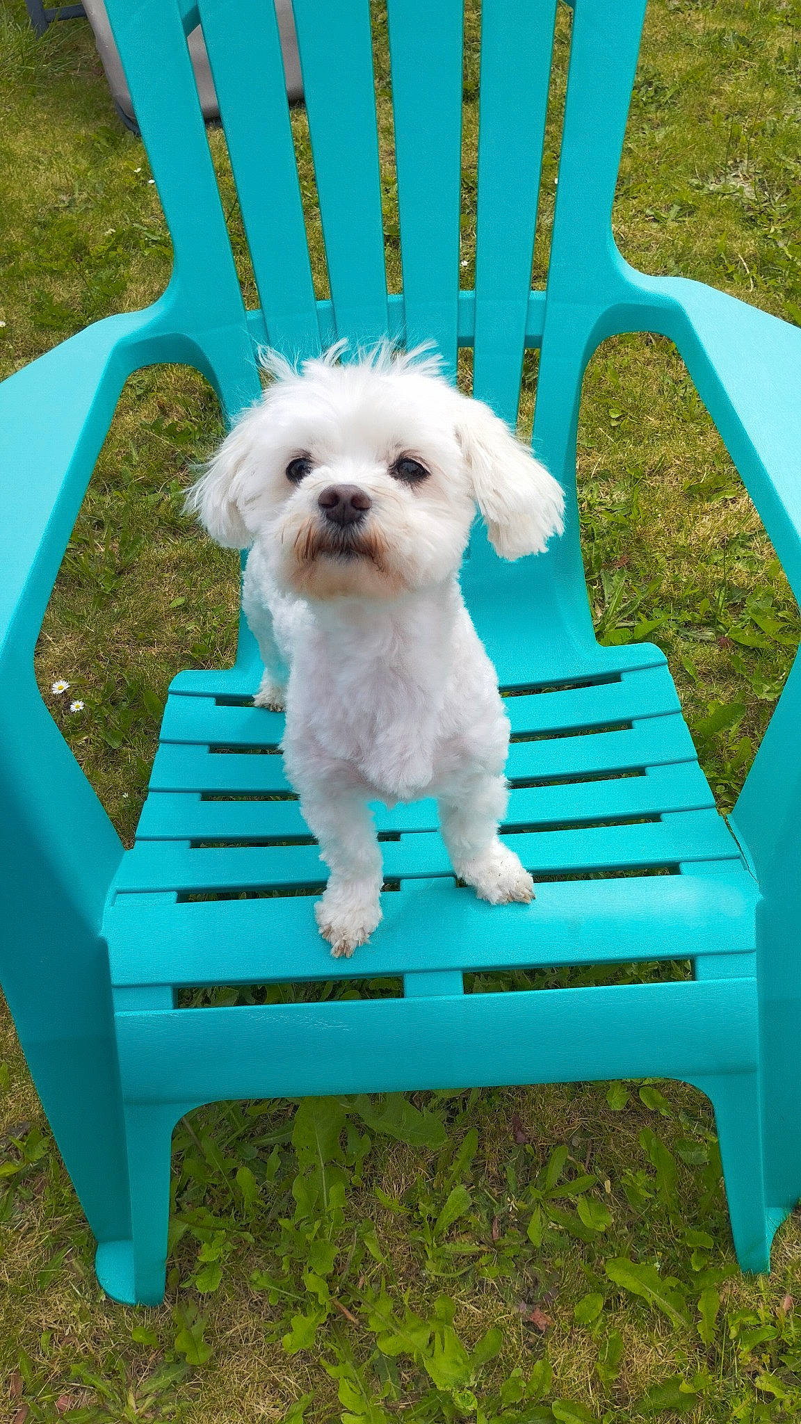 Elvis a rejoint le concours — aidez-le/la à gagner de superbes lots ! blue, canidae, carnivore, companion_dog, dog, dog_breed, dog_clothes, dog_supply, fawn, grass, green, mammal, outdoor_bench, outdoor_furniture, pet_supply, plant, small_terrier, terrier, toy_dog, vertebrate