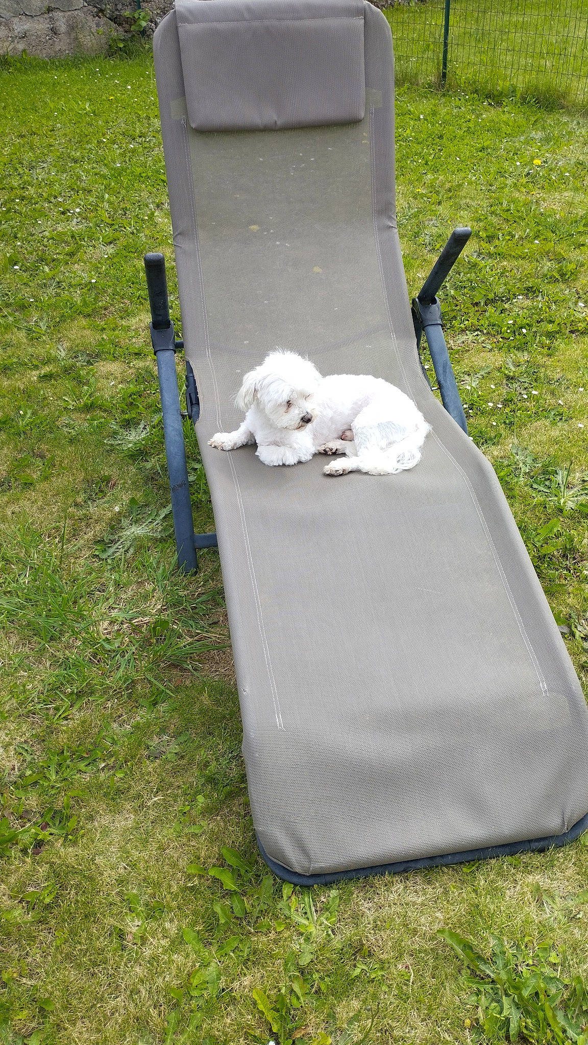 Elvis participe au concours pour gagner de l'argent avec cette photo : baby_products, chair, companion_dog, folding_chair, furniture, grass, outdoor_furniture, plant, plastic, recreation, sitting, sporting_group, tent, yard