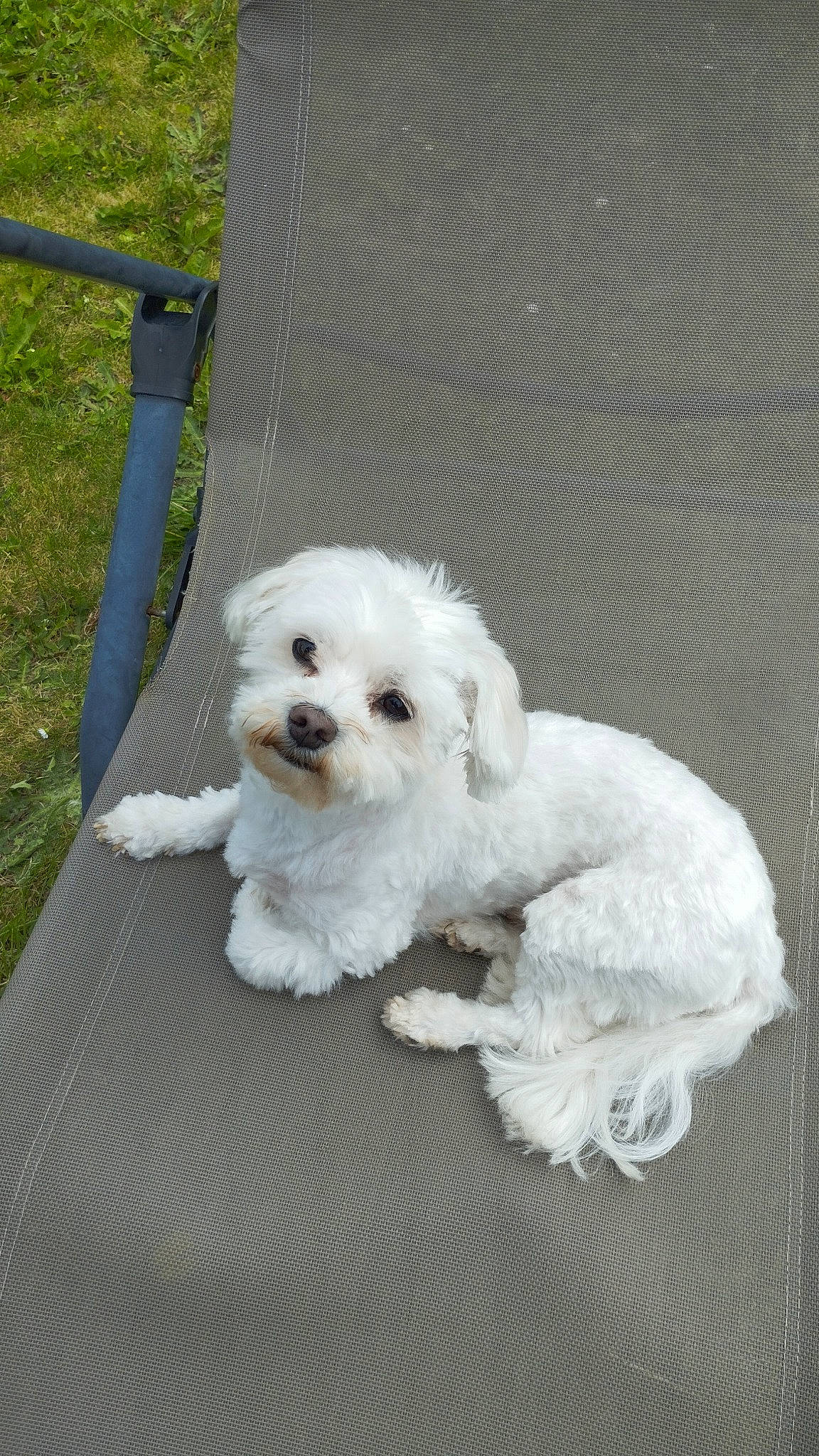 Elvis a rejoint le concours — aidez-le/la à gagner de superbes lots ! canidae, carnivore, companion_dog, dog, dog_breed, dog_collar, fur, labradoodle, maltepoo, non_sporting_group, plant, poodle, puppy, shih_poo, small_terrier, snout, sporting_group, terrier, toy_dog, water_dog