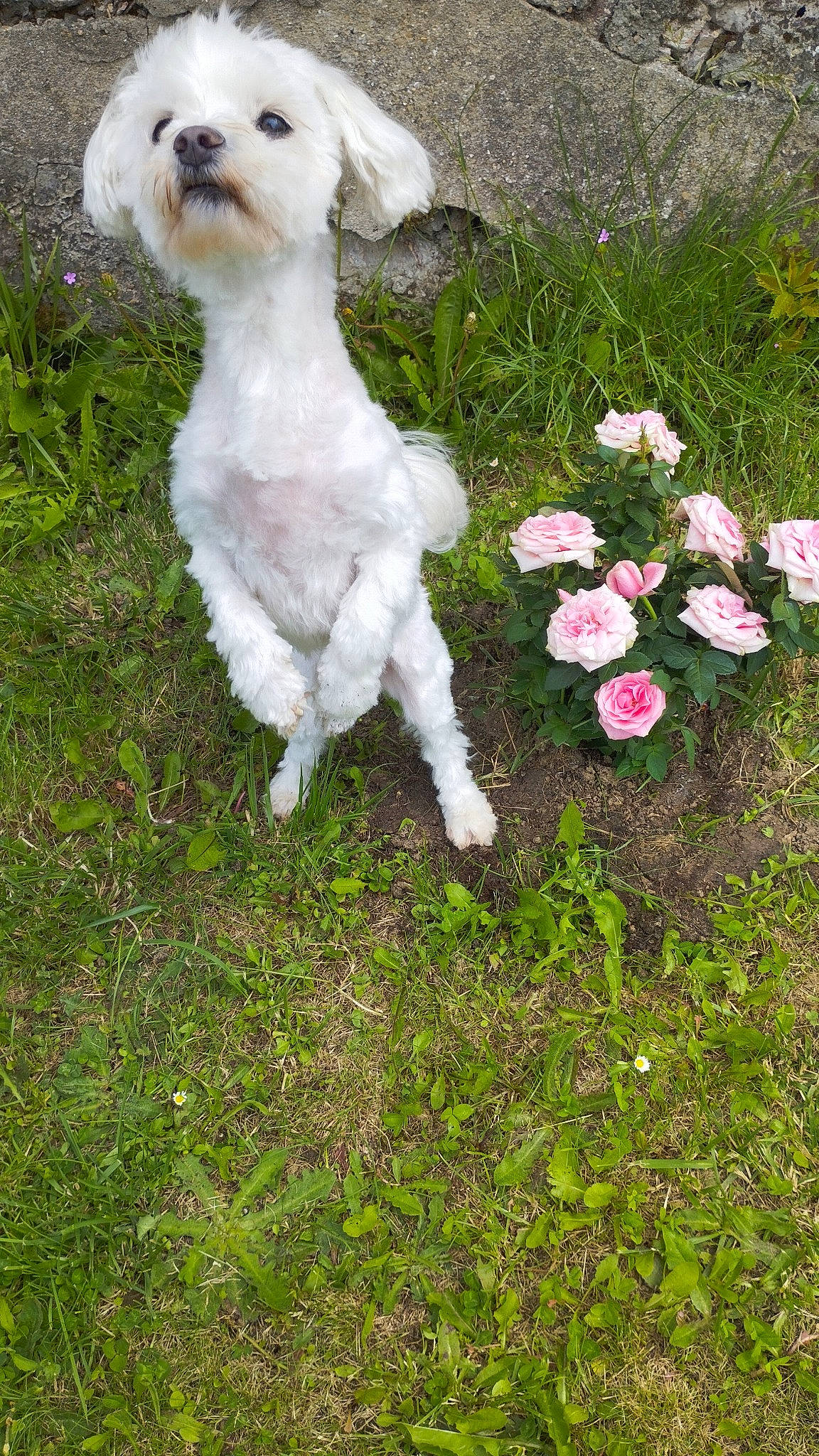 Elvis participe au concours pour gagner de l'argent avec cette photo : annual_plant, carnivore, companion_dog, dog, dog_breed, flower, grass, groundcover, herbaceous_plant, petal, plant, rose, rose_family, rose_order, shrub, small_terrier, sporting_group, tail, terrier, toy_dog