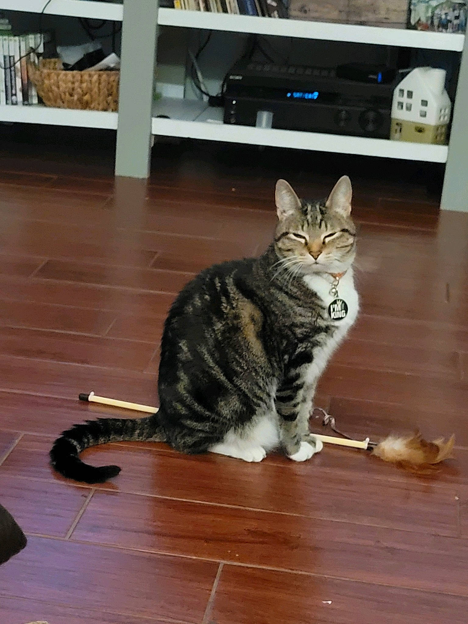 Boudreaux is registered to the contest to win money with this photo: carnivore, cat, comfort, domestic_short_haired_cat, felidae, floor, flooring, fur, hardwood, laminate_flooring, paw, shelf, shelving, small_to_medium_sized_cats, tail, television, whiskers, wood, wood_flooring, wood_stain