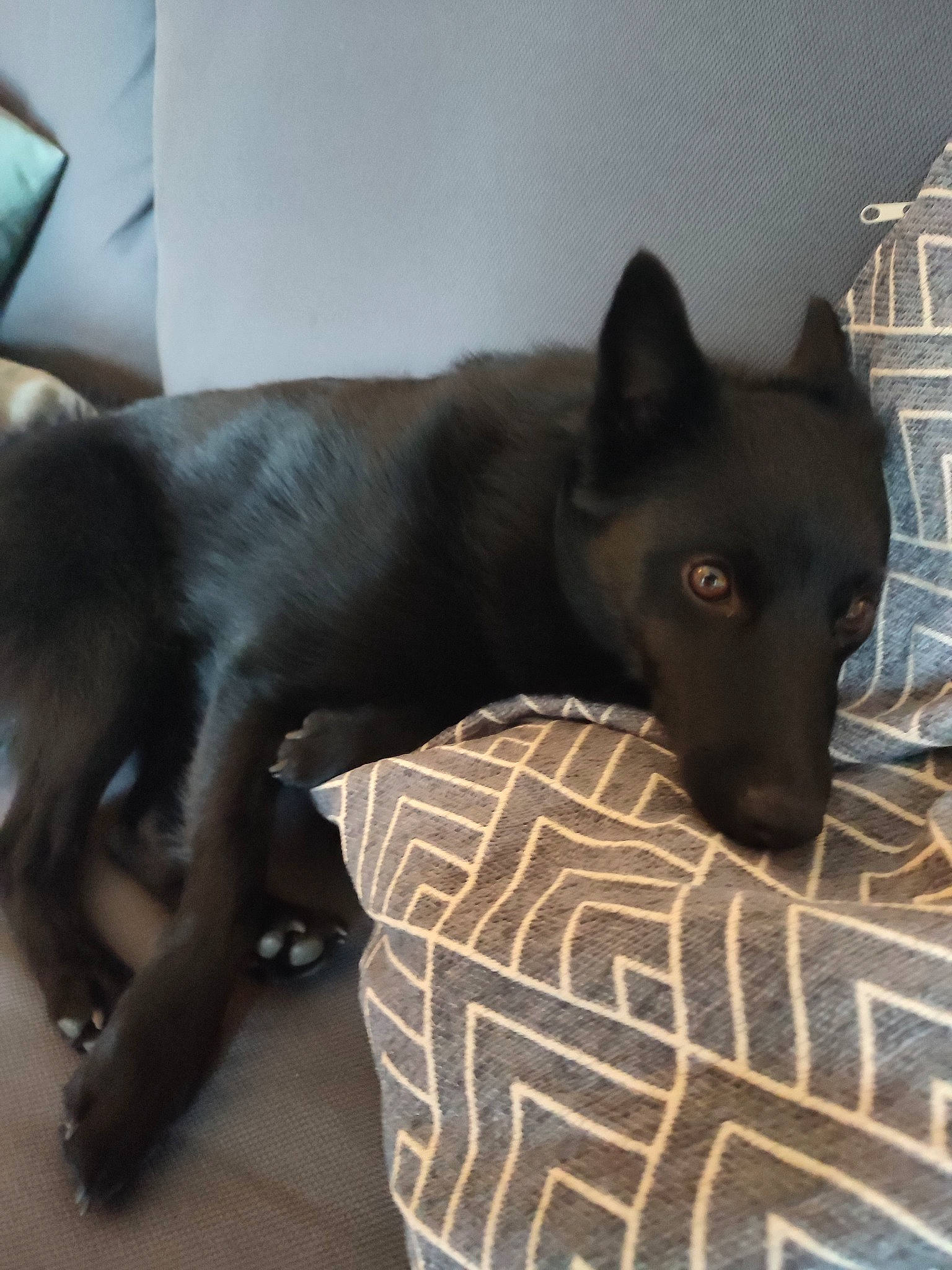 Unys participe au concours pour gagner de l'argent avec cette photo : black_cat, borador, canidae, carnivore, comfort, companion_dog, dog, dog_breed, felidae, flooring, fur, guard_dog, hardwood, liver, small_to_medium_sized_cats, sporting_group, tail, terrestrial_animal, whiskers, working_animal