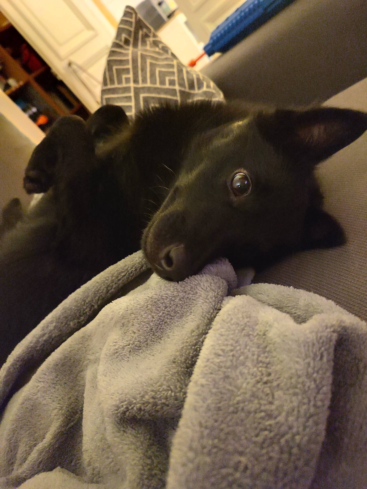 Unys a rejoint le concours — aidez-le/la à gagner de superbes lots ! canidae, carnivore, claw, comfort, companion_dog, dog, dog_breed, domestic_short_haired_cat, ear, felidae, fur, grey, non_sporting_group, small_to_medium_sized_cats, snout, sporting_group, tail, terrestrial_animal, whiskers, working_animal