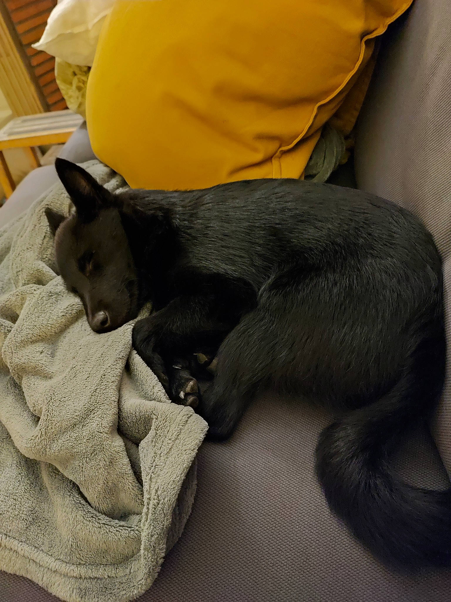 Unys participe au concours pour gagner de l'argent avec cette photo : black_cat, canidae, carnivore, comfort, companion_dog, dog, dog_breed, fawn, felidae, fur, grey, linens, nap, small_to_medium_sized_cats, snout, sporting_group, tail, terrestrial_animal, whiskers, working_animal