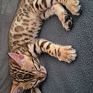 Aria participe au concours pour gagner de l'argent avec cette photo : kitten, cat, sleeping, spotted_fur, striped_fur, pet, animal, cozy, blanket, gray, whiskers, paw, cute, young, resting, indoor, feline, soft, relaxed, fur_pattern