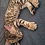 kitten, cat, sleeping, spotted_fur, striped_fur, pet, animal, cozy, blanket, gray, whiskers, paw, cute, young, resting, indoor, feline, soft, relaxed, fur_pattern