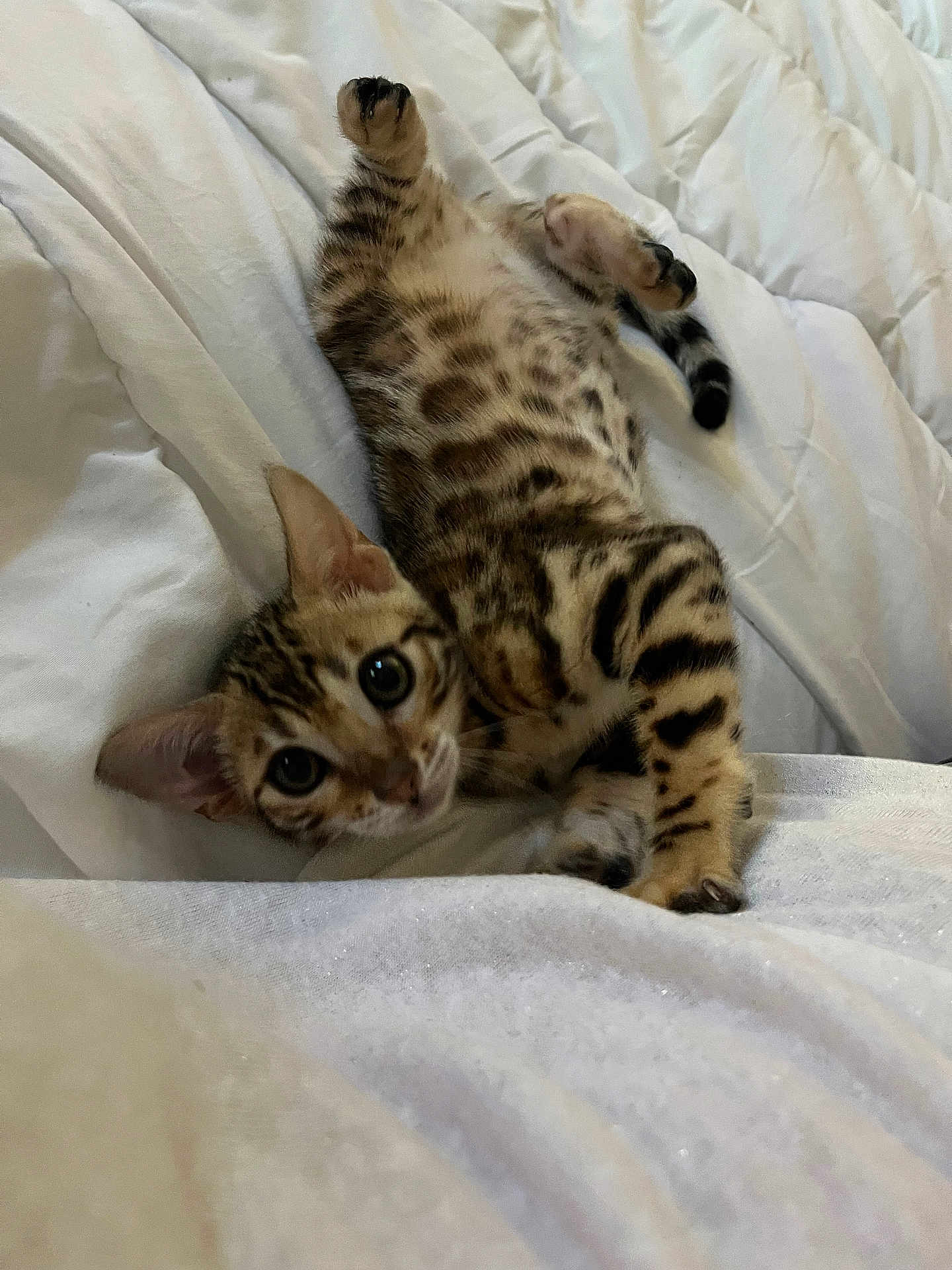 Aria a rejoint le concours — aidez-le/la à gagner de superbes lots ! kitten, cat, pet, animal, lying_down, white_blanket, bed, playful, young, striped, spotted, cute, fur, whiskers, ears, paws, indoor, resting, close_up, curious