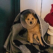 Kylo is registered to the contest to win money with this photo: animal, blanket, comfort, cone, cone_collar, cozy, dog, domestic_animal, door, floor, fur, home, indoor, looking, pet, resting, rug, sitting, small_dog, wrapped