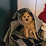 animal, blanket, comfort, cone, cone_collar, cozy, dog, domestic_animal, door, floor, fur, home, indoor, looking, pet, resting, rug, sitting, small_dog, wrapped
