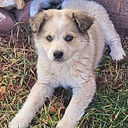 Kylo is registered to the contest to win money with this photo: puppy, dog, grass, outdoor, animal, pet, fur, cute, young, nature, brick_wall, resting, friendly, canine, mammal, small, adorable, fluffy, ears, paws