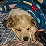 Kylo is registered to the contest to win money with this photo: animal, blanket, comfort, cozy, cute, dog, fur, hand, indoor, patterned, paw, pet, pillow, puppy, relaxation, resting, sleeping, snuggle, soft, warm