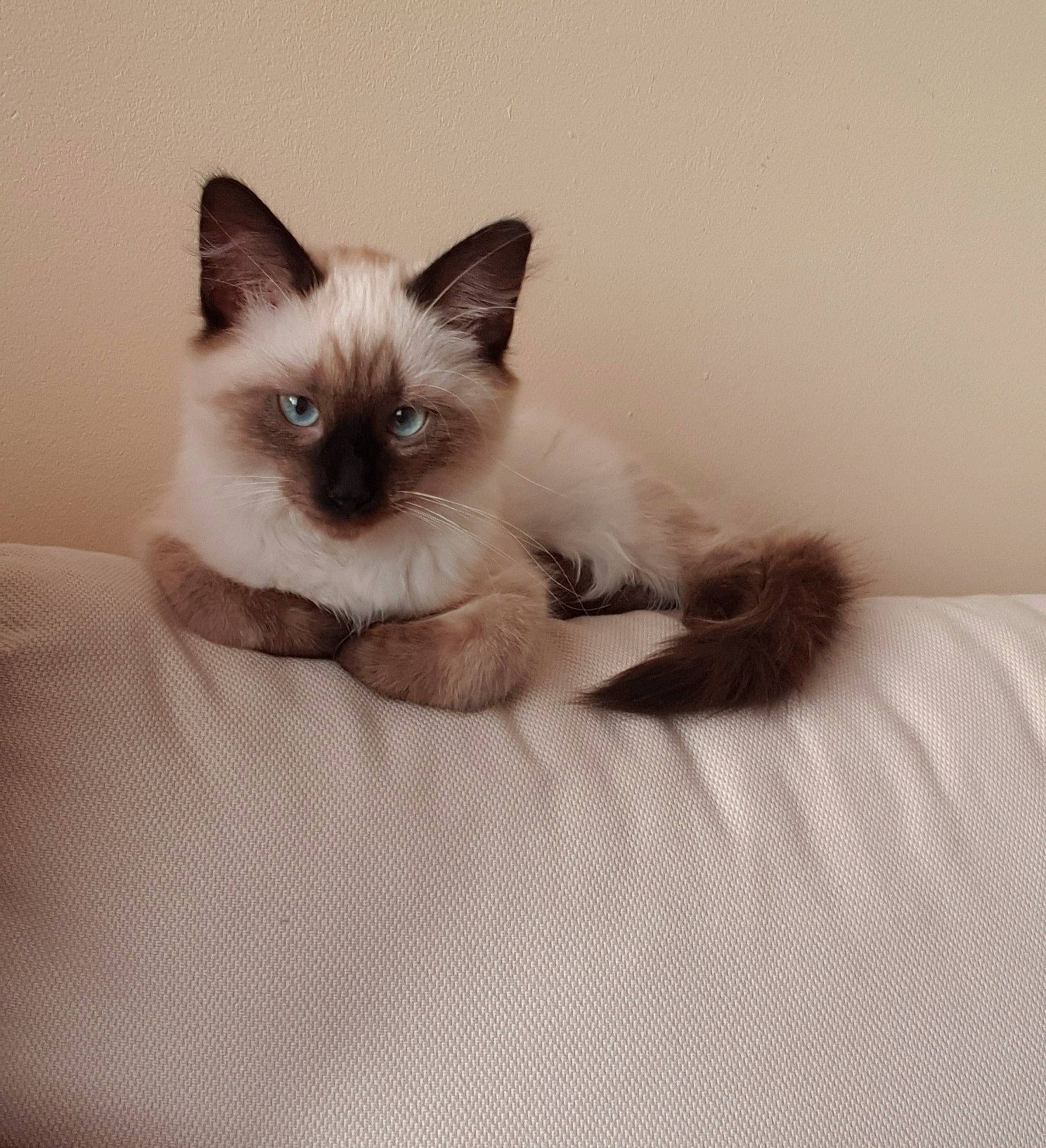 Caramel a rejoint le concours — aidez-le/la à gagner de superbes lots ! balinese, birman, carnivore, cat, comfort, fawn, felidae, fur, paw, siamese, small_to_medium_sized_cats, snout, tail, thai, whiskers