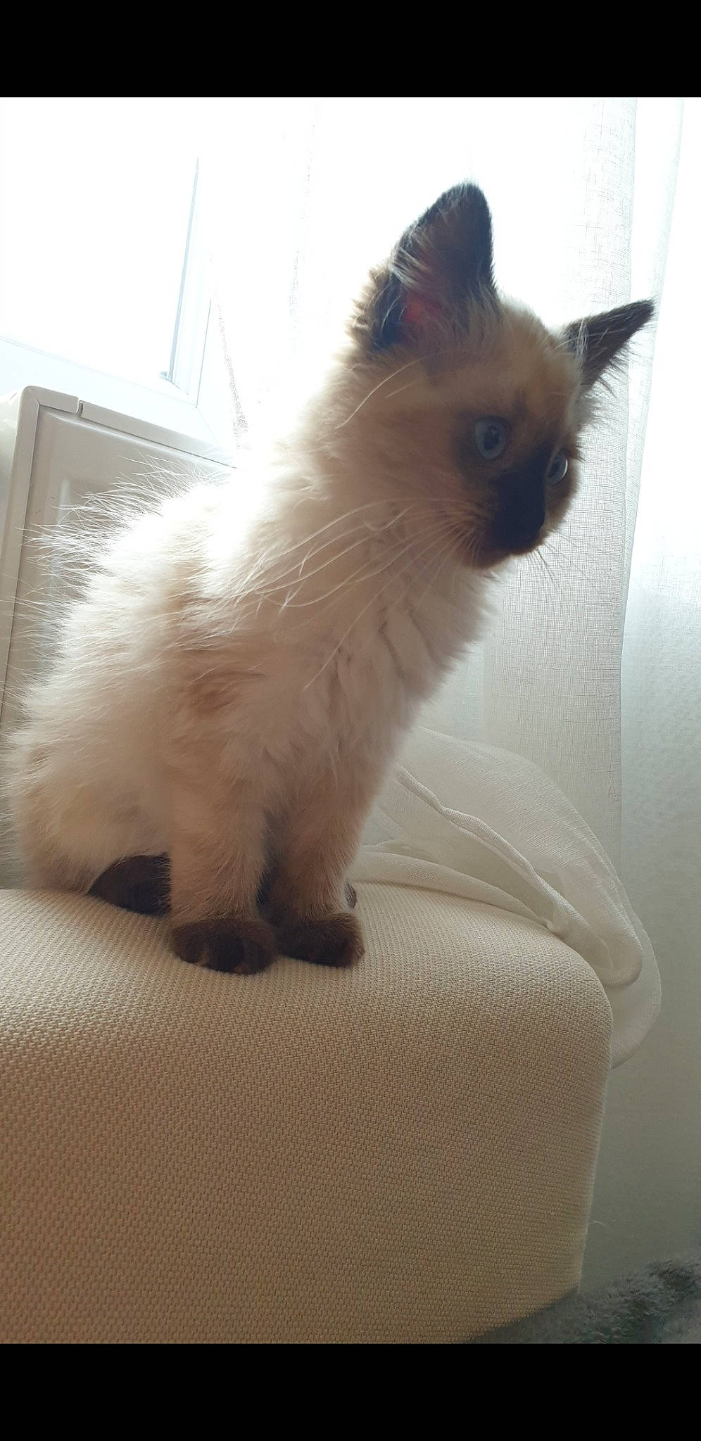 Caramel participe au concours pour gagner de l'argent avec cette photo : balinese, birman, carnivore, cat, comfort, fawn, felidae, fur, paw, ragdoll, siamese, small_to_medium_sized_cats, snout, tail, thai, tonkinese, whiskers