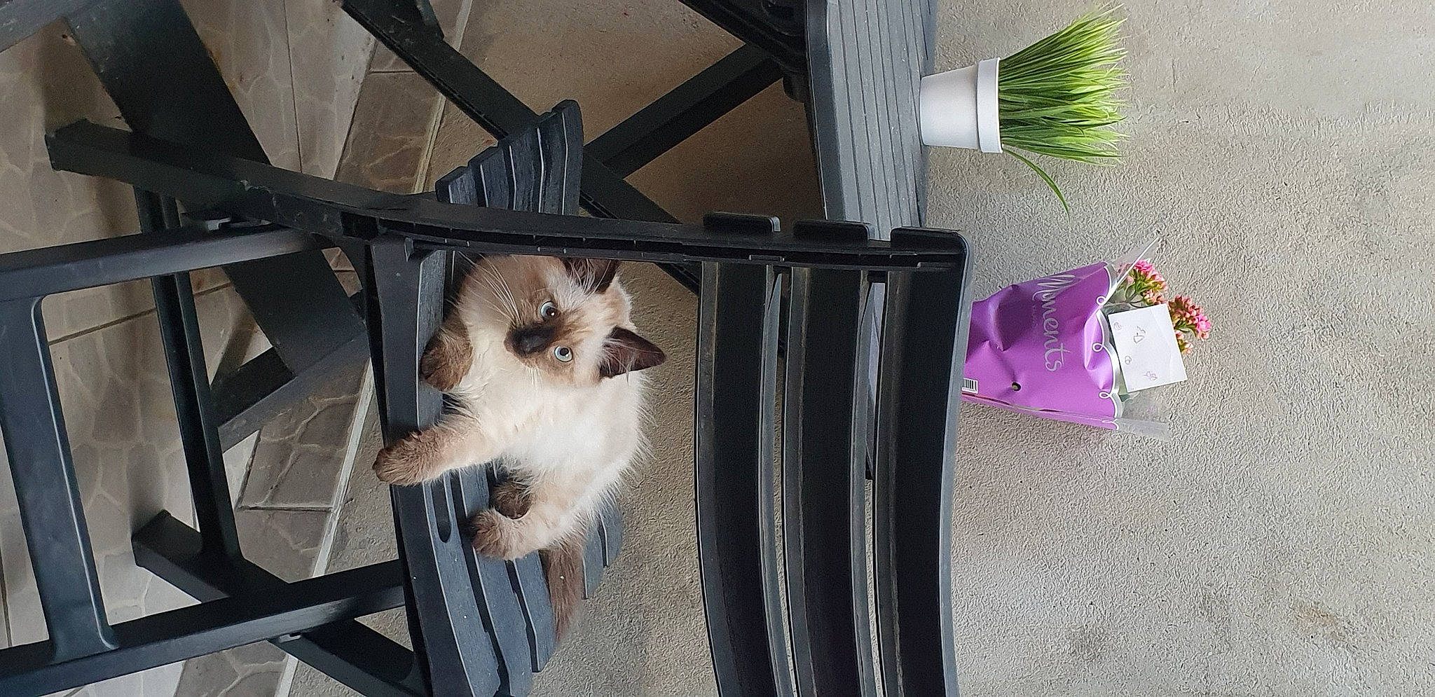 Caramel participe au concours pour gagner de l'argent avec cette photo : animal_shelter, balinese, carnivore, cat, chair, companion_dog, dog_breed, domestic_short_haired_cat, door, fawn, felidae, flowerpot, fur, metal, pet_supply, plant, small_to_medium_sized_cats, tail, whiskers, wood