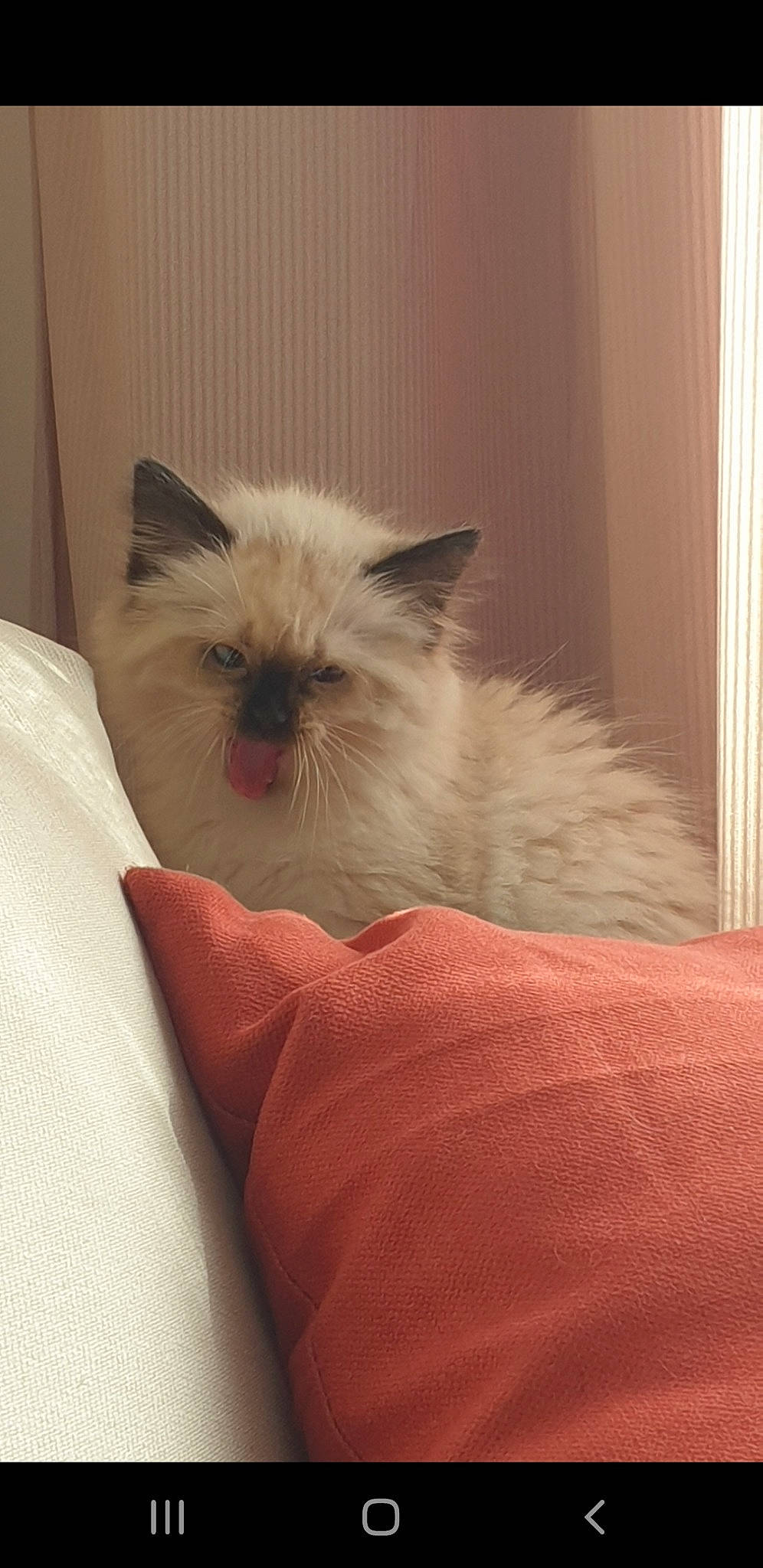 Caramel a rejoint le concours — aidez-le/la à gagner de superbes lots ! balinese, birman, carnivore, cat, claw, comfort, companion_dog, fawn, felidae, fur, ragdoll, siamese, small_to_medium_sized_cats, snout, tail, thai, whiskers