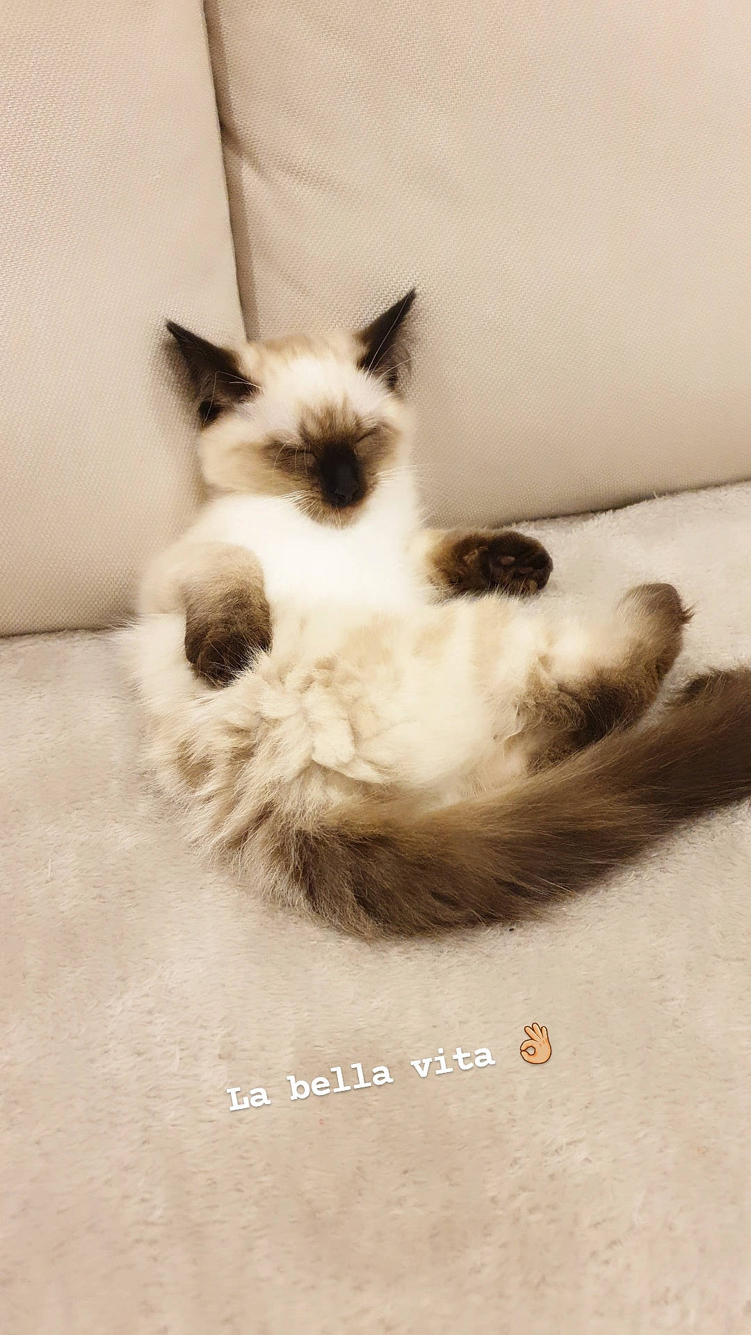 Caramel participe au concours pour gagner de l'argent avec cette photo : balinese, birman, canidae, carnivore, cat, cat_bed, comfort, companion_dog, dog_breed, fawn, felidae, fur, paw, ragdoll, siamese, small_to_medium_sized_cats, snout, tail, terrestrial_animal, whiskers