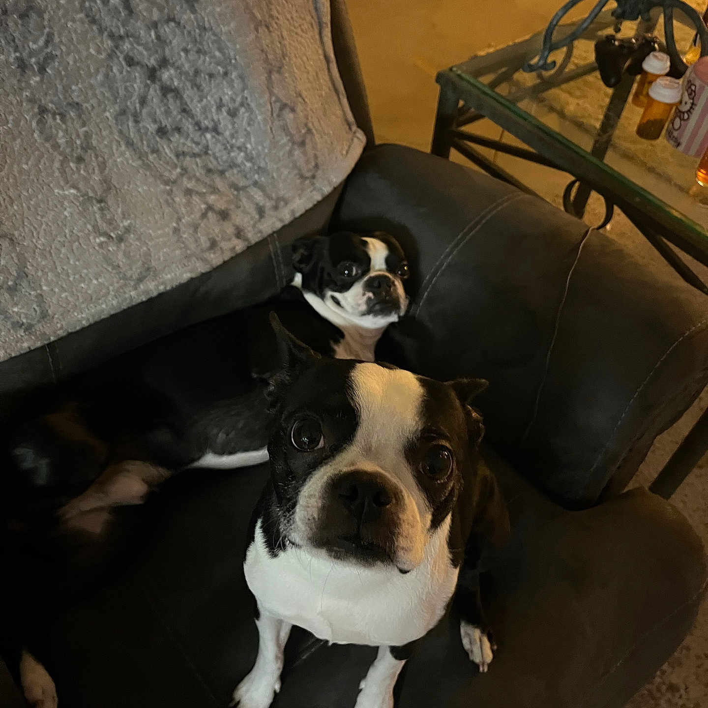 Boris And Natasha joined the competition — help win amazing prizes! animal, black_and_white, blanket, boston_terrier, carpet, chair, companion, cozy, cute, dog, domestic, furniture, home, indoor, looking_at_camera, pet, pillows, relaxed, table, two_dogs