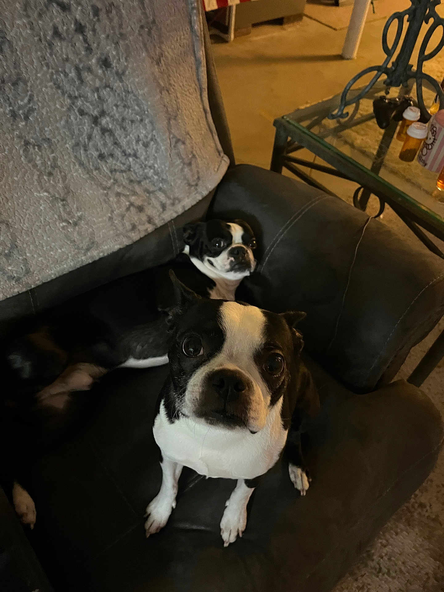 Boris And Natasha joined the competition — help win amazing prizes! animal, black_and_white, blanket, boston_terrier, carpet, chair, companion, cozy, cute, dog, domestic, furniture, home, indoor, looking_at_camera, pet, pillows, relaxed, table, two_dogs