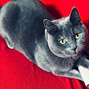 Nala a rejoint le concours — aidez-le/la à gagner de superbes lots ! animal, cat, close_up, cozy, cute, ears, face, feline, fur, gray_cat, green_eyes, indoor, looking_up, lying_down, pet, red_blanket, relaxed, soft, texture, whiskers