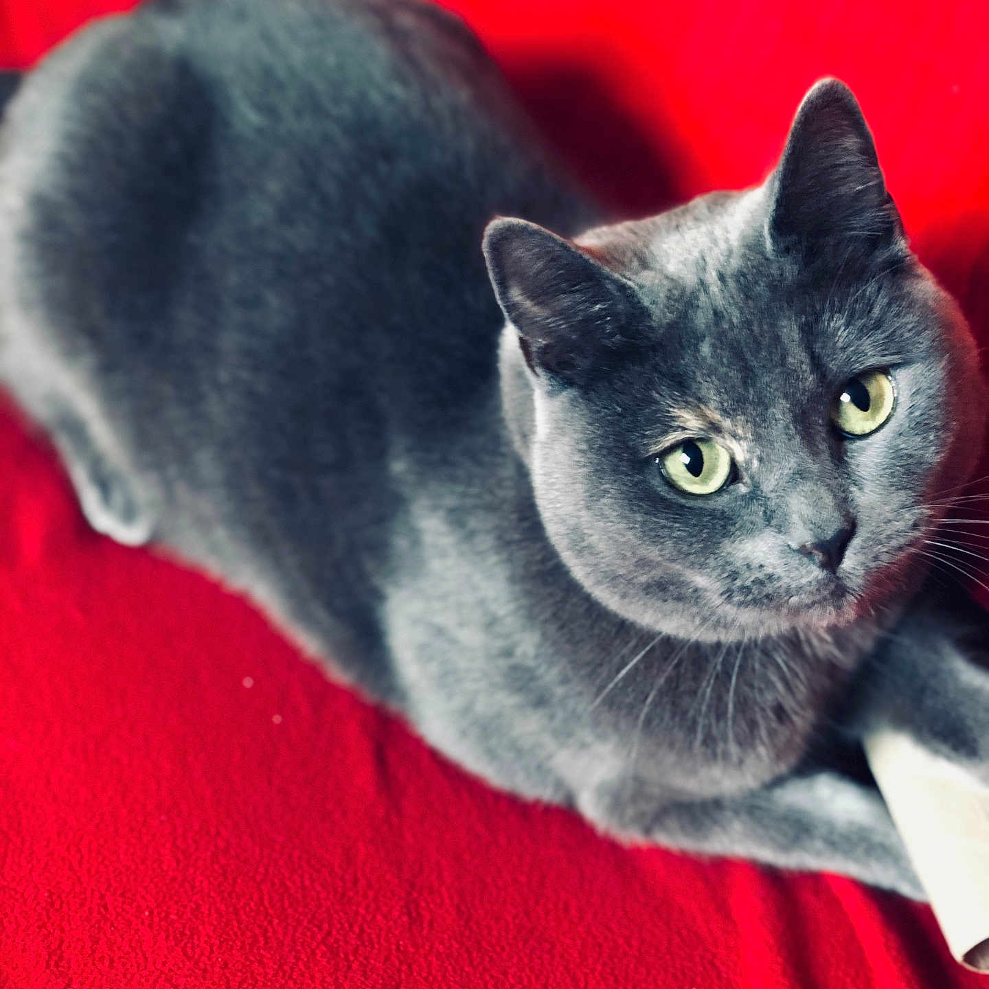 Nala a rejoint le concours — aidez-le/la à gagner de superbes lots ! animal, cat, close_up, cozy, cute, ears, face, feline, fur, gray_cat, green_eyes, indoor, looking_up, lying_down, pet, red_blanket, relaxed, soft, texture, whiskers