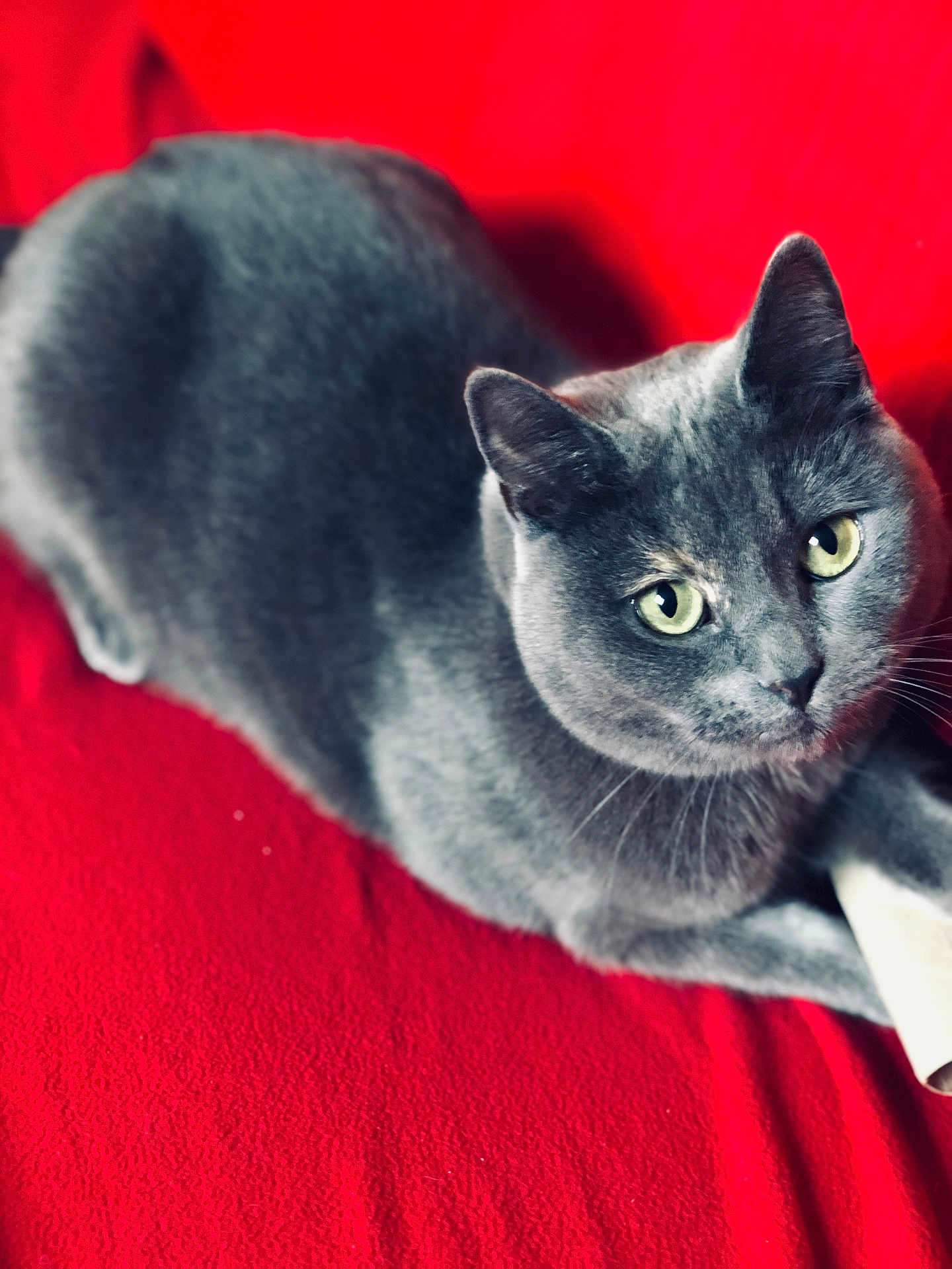 Nala a rejoint le concours — aidez-le/la à gagner de superbes lots ! animal, cat, close_up, cozy, cute, ears, face, feline, fur, gray_cat, green_eyes, indoor, looking_up, lying_down, pet, red_blanket, relaxed, soft, texture, whiskers