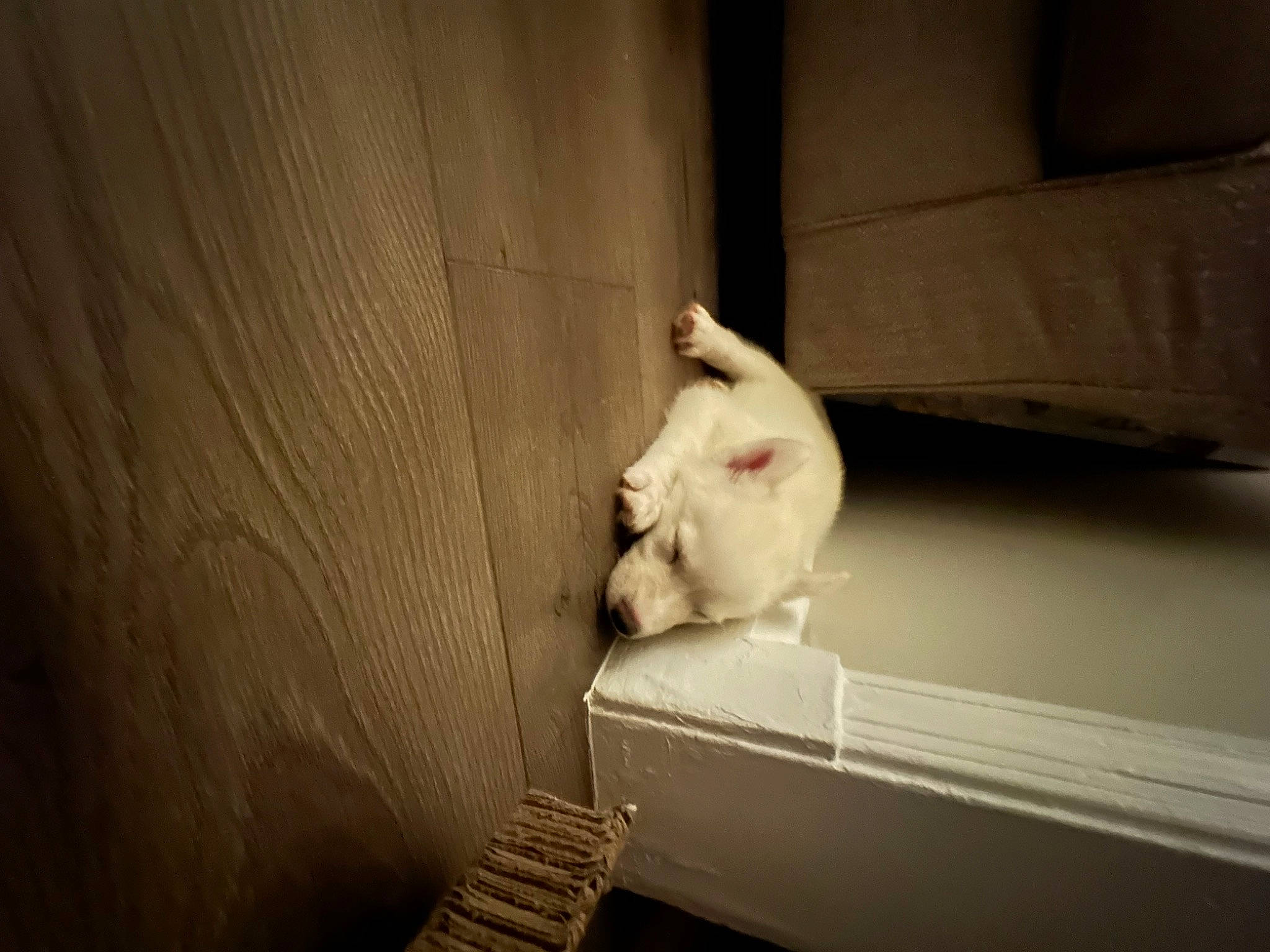 Dakota is registered to the contest to win money with this photo: cardboard, carnivore, cat, comfort, darkness, domestic_short_haired_cat, felidae, floor, flooring, fur, hardwood, paw, room, small_to_medium_sized_cats, snout, stairs, tail, tints_and_shades, whiskers, wood