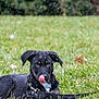 Tua is registered to the contest to win money with this photo: animal, black_dog, collar, cute, dog, ears, fur, grass, leash, licking, lying_down, nature, outdoor, pet, playful, puppy, snow, tan_markings, winter, young_dog