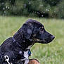 Tua joined the competition — help win amazing prizes! alert, animal, black_dog, canine, collar, daylight, dog, falling_snow, fur, grass, leash, nature, outdoor, park, pet, quiet, season, side_profile, snow, winter