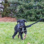 Tua is registered to the contest to win money with this photo: animal, black_dog, canine, cute, dog, falling_snow, grass, green, leafy_bushes, leash, nature, outdoor, pet, playful, puppy, snowflakes, tan_markings, walking, winter, young_dog